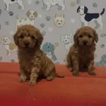 Yeni Yıldız Oyuncak Poodle Yavruları
