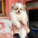 Pomerain Boo Yavruları Kredi Kartı Gecerlidir