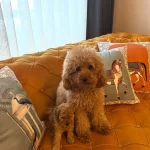 Toy Poodle Yavrularım