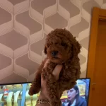 Ev Ortamında Buyuyen Bronz Bukleli Toy Poodle