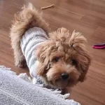 10 Aylık Pasaportlu Egitimi Tam Oyuncu Maltipoo