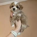 Hipoalerjenik Karakterli Kahve Maltipoo