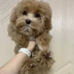 Kıpkırmızı Red Toy Poodle Sevimli Yavrular