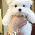 Kar Beyaz Maltese Terrier Yavruları