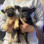Ev Hayatına Uyumlu Karakterli French Bulldog Yavruları