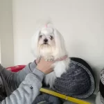 A Kalite Kore Kan Maltese Terrier