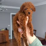 Disi Toy Poodle Yavrusu