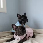 Karizmatik French Bulldog Yavruları Sosyal Ve Egitilmis