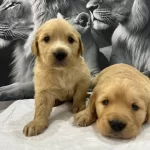 Bebek yüzlü Orijinal Golden Retriever Yavruları