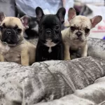 Turkiyenin En güzel French Bebekleri Geldi