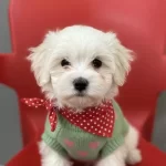 Harika Yavrularımız Teslime Hazır 9 Adet