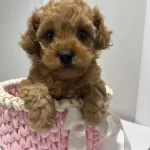 Ankara Cankayada Tuvalet Egitimli Poodle