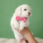 Ankara Cankaya Satılık Beyaz Maltese Terrier Yavruları