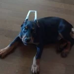 Scrli Avrupa Cinsi Kusursuz Estetikli Doberman Yavrusu