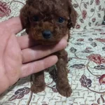 Erkek Disi En Koyu Renk Teacup Kore Poodle
