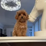 Toy Poodle Sevimli Yavrular Ev Uretimi Yavrularımız