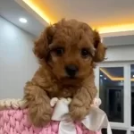 Red Toy Poodle Ev Uretimi Yavrular