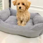 Akıllı Ve Tuy Dokmeyen Gercek Maltipoo Yavruları