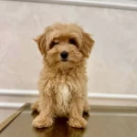 Zeki Ve Tuy Dokmeyen Kahve Tonlu Maltipoo Yavruları