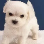 Kar Beyaz Ipeksi Tuylu Maltipoo Yavrusu