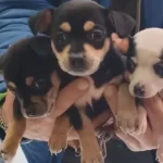 Ankara Kecioren Satılık Muhteşem Minyatur Pinscher