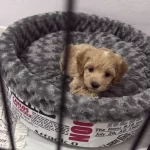 Ev Yasamına Uyumlu Yavru Maltipoo