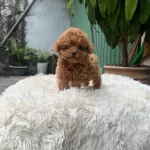 Kore Kan Toy Poodle Yavrularımız