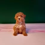 Uretim Ciftliginden Irk Ve Saglık Garantili Toy Poodle