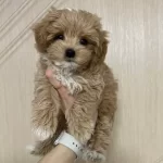 Kahve Tonlu Maltipoo Yavruları Ile Neseli Bir Baslangıc
