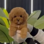 Toy Poodle Sevimli Yavrular Ev Uretimi