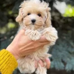 Bostancı Ici Egitimli Maltese Terrier Cinsi