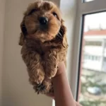 Saglıklı Maltipo Yavrularımız