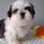 Shihtzu Cinsi Yavrular Ev Uretimi