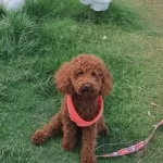 Kore Saf Kan Saglık Garantili Red Brown Toy Poodle