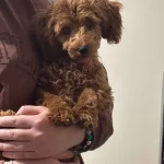 Ev Terbiyeli Kızıl Toy Poodle Cookie