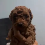 Ipeksi Kurklu Safkan Toy Poodle Yavruları Sosyal Ve Oyuncu
