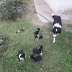 Zekasıyla On Plana Cıkan Border Collie Bebekler