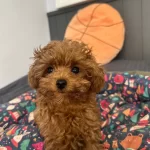 Evde Dogum Ve Bakım Anne Baba 2 Kg Teacup