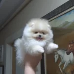 Beyaz Bulut Kusursuz Kurk Yapılı Teacup Pomeranian Boo