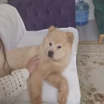 Karakteriyle Buyuleyen Aslan Yelesi Chow Chow