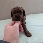 Super Mini Maltipoo Poodle Suratlı