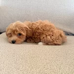 2 Aylik Maltipoo Yavrularım