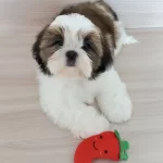 Shutzu Cinsi Ev Uretimi Yavrular