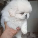 Sevimli Imperial Bebişler