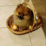 Avuc Ici Kadar Mutluluk Ortamların Yıldızı Pomeranian Boo