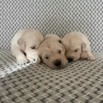 Saglıklı Golden Yavrular