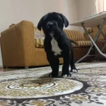 Sportif Ve Vakur Kan Hattından Gelen Otoriter Cane Corso