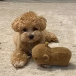 Toy Poodle Sevimli Yavrular
