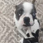 Ender Bakıslı Eğitimli French Bulldog