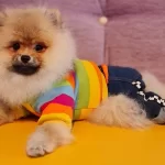 Secereli Disi Tedybear Pomeranian Yavrularımız